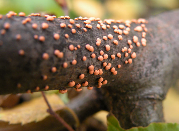 Lycogala?